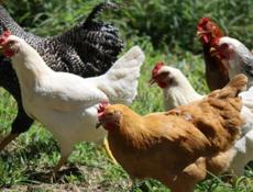 Тяжёлые куры домашние 1700