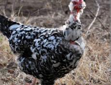 Тяжёлые куры домашние 1700