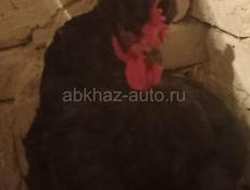 Тяжёлые куры домашние 1700