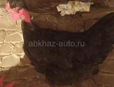 Тяжёлые куры домашние 1700