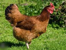 Тяжёлые куры домашние 1700