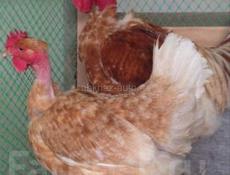 Тяжёлые куры домашние 1700