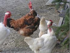 Тяжёлые куры домашние 1700