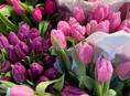 ТЮЛЬПАНЫ 