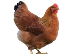 Породистые цыплята  9 дневные, продам.