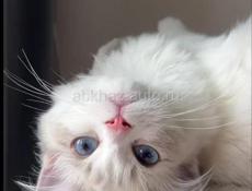 Куплю или приму 