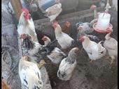 инкубационные яйца 