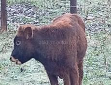 Телята маленкие балшие бычки телки