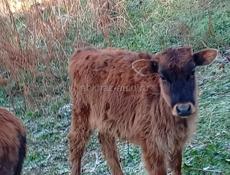 Телята маленкие балшие бычки телки