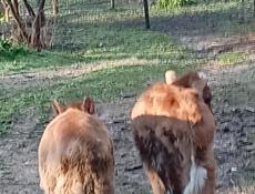 Телята маленкие балшие бычки телки