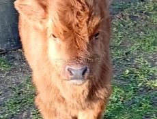 Телята маленкие балшие бычки телки