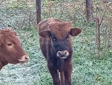 Телята маленкие балшие бычки телки