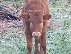 Телята маленкие балшие бычки телки