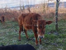 Телята маленкие балшие бычки телки