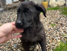 Щенок 