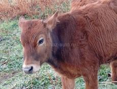 Бычки  и телки
