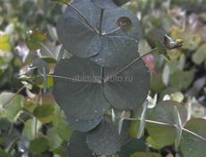 Продаю саженцы эвкалипта 9441214