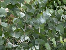 Продаю саженцы эвкалипта 9441214