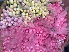 Тюльпаны 60 см 🔥