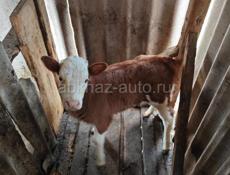 Продаю телёнок (( девочка))