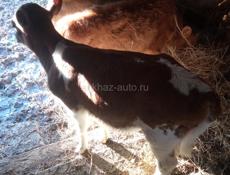 Продаю телят, срочно 