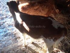 Продаю телят, срочно 