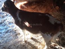 Продаю телят, срочно 