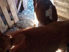 Продаю телят, срочно 