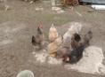 Цыплята на продажу 