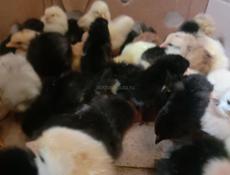 Цыплята на продажу 