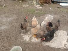 Цыплята на продажу 