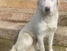 В добрые руки