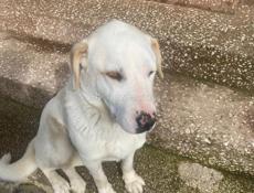 В добрые руки