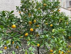 Сдается дом на 1 год,Мачара,евроремонт,100т.р в год