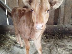 Теленок 2 месяца
