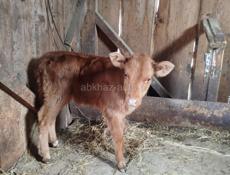 Теленок 2 месяца