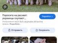 Продаются поросята , им по 2 месяца 