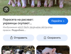 Продаются поросята , им по 2 месяца 