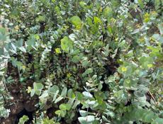 Саженцы серебристого эвкалипта 