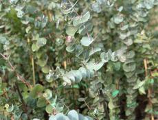 Саженцы серебристого эвкалипта 