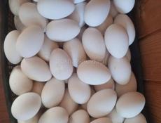 Продаю гусиные яйца