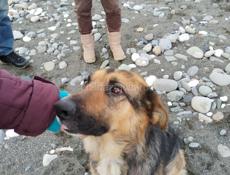 В добрые руки❗️