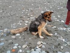 В добрые руки❗️