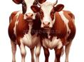 Продается две коровы можно на мясо