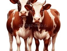 Продается две коровы можно на мясо