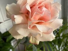 Ищу подработку на субботу и воскресенье на н.районе