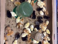 цыплята, куры, петухи 