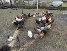 цыплята, куры, петухи 