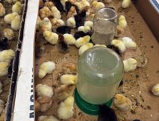 цыплята, куры, петухи 