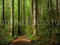 Бесплатная расчистка вашего участка от деревьев!   